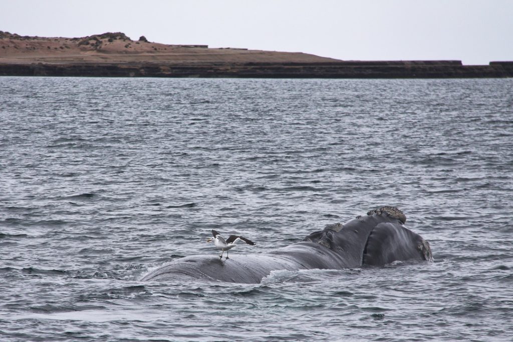 Une baleine franche australe observée à la péninsule valdés en Argentine à la fin de mon tour du monde