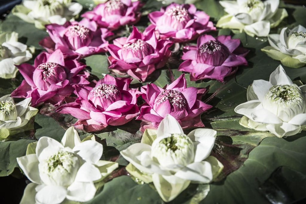 Les fleurs de lotus de la maison Jim Thompson Bangkok Thailande
