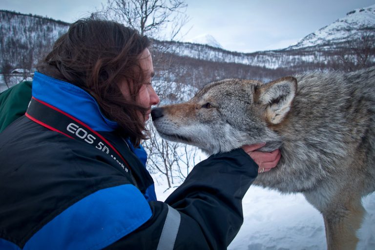Polar Park Norvege - Embrasser un loup