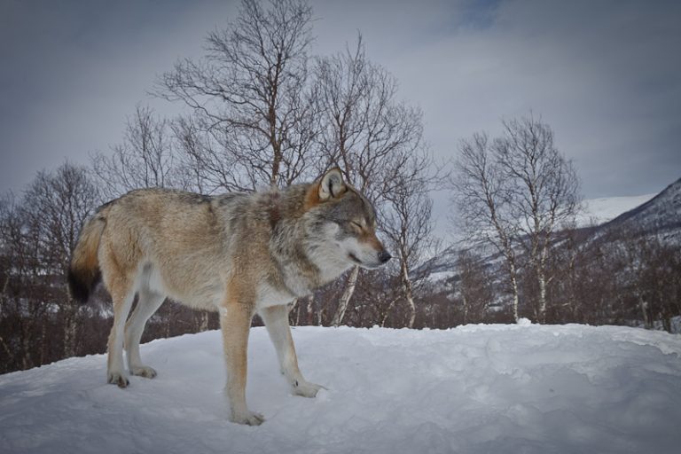 Polar Park norvège - Le loup