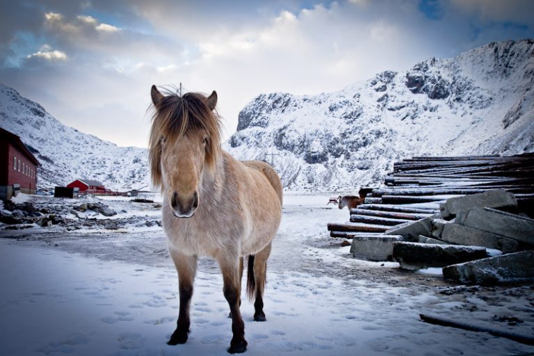 Surfer à Unstad Norvege - Le poney roux