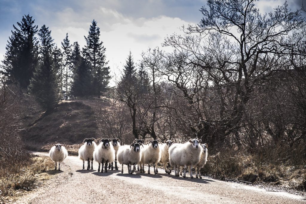 Les moutons, un paramètre incontournable lors d'un road trip en Ecosse #Ecosse #roadtrip