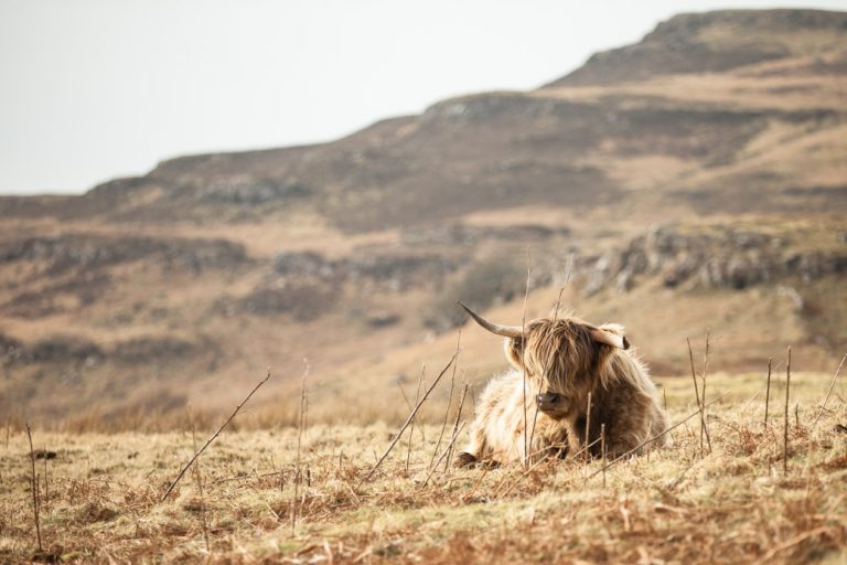 highland cow - ile de Mull