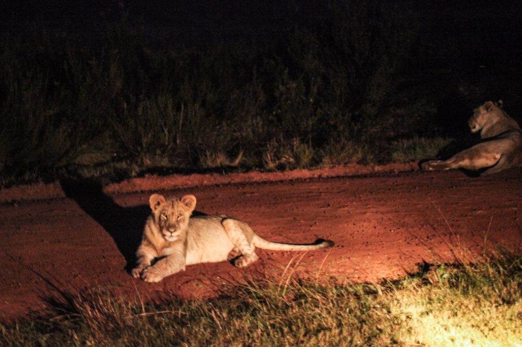 Safari en afrique du sud - le lion