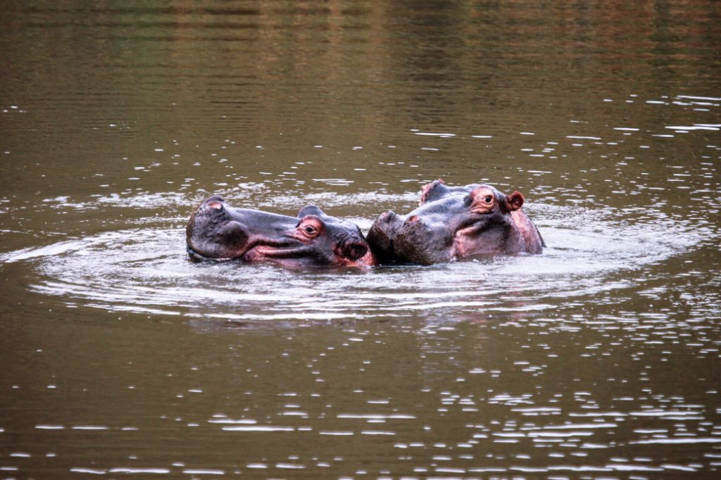 hippopotames en safari en afrique du sud
