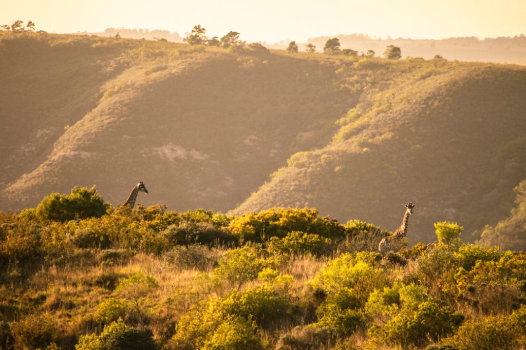 Safari Afrique du sud -  giraffes