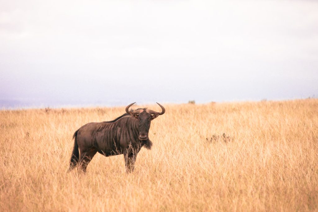 Safari en Afrique du sud - Gnou