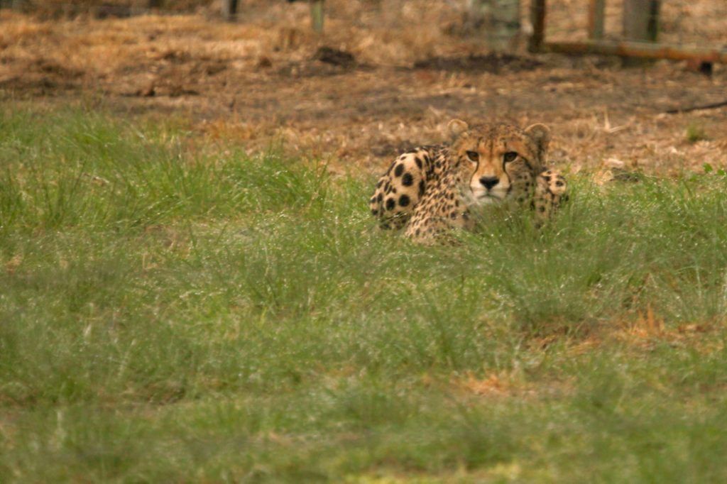Safari en Afrique du sud - Guépard