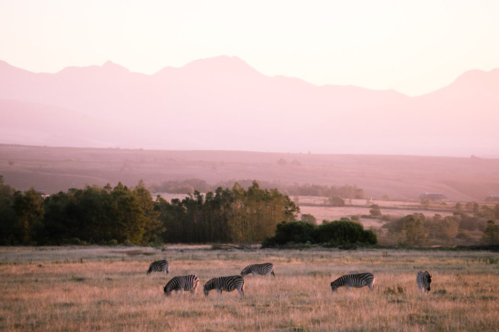 Safari en Afrique du sud - Lever de soleil sur les zèbres