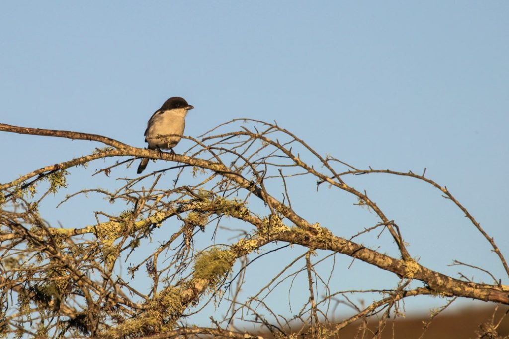 Safari en Afrique du sud - Petit oiseau du bush