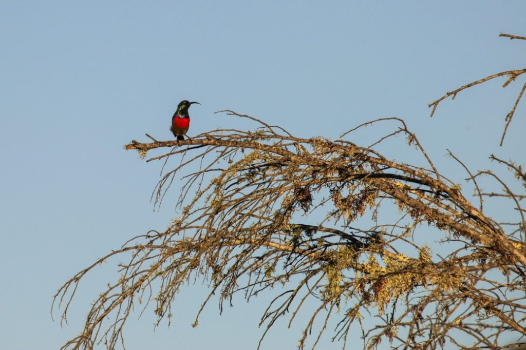Safari en Afrique du sud - Souimanga à poitrine rouge