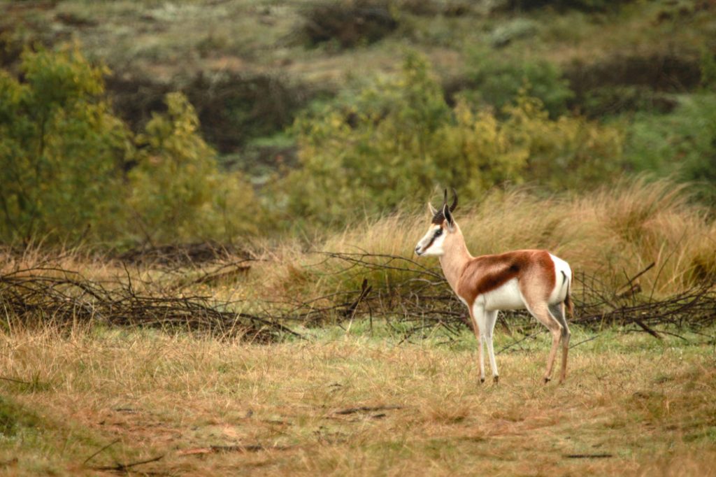 Springbok, Afrique du sud