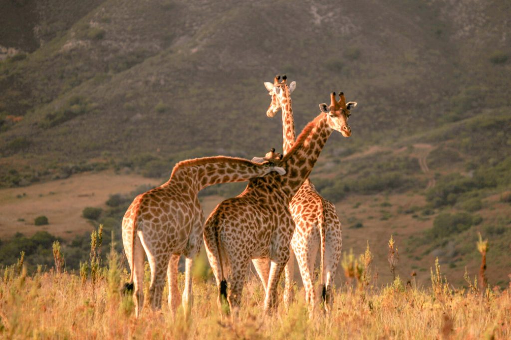 Girafes dans la réserve de Gondwana, Afrique du sud