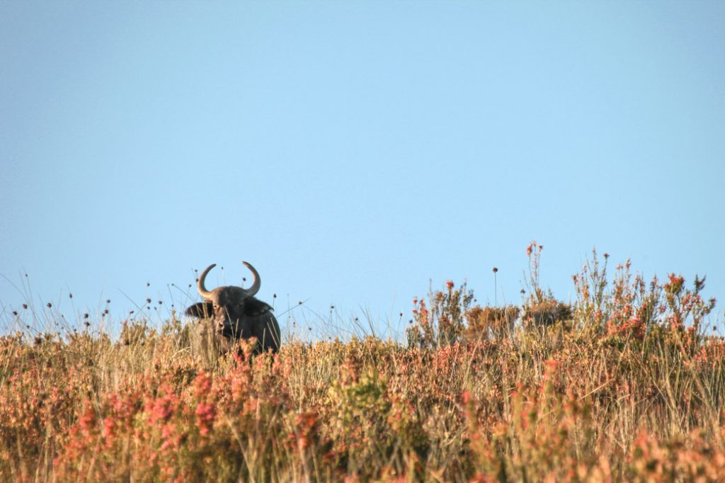 Safari en Afrique du sud - le buffle