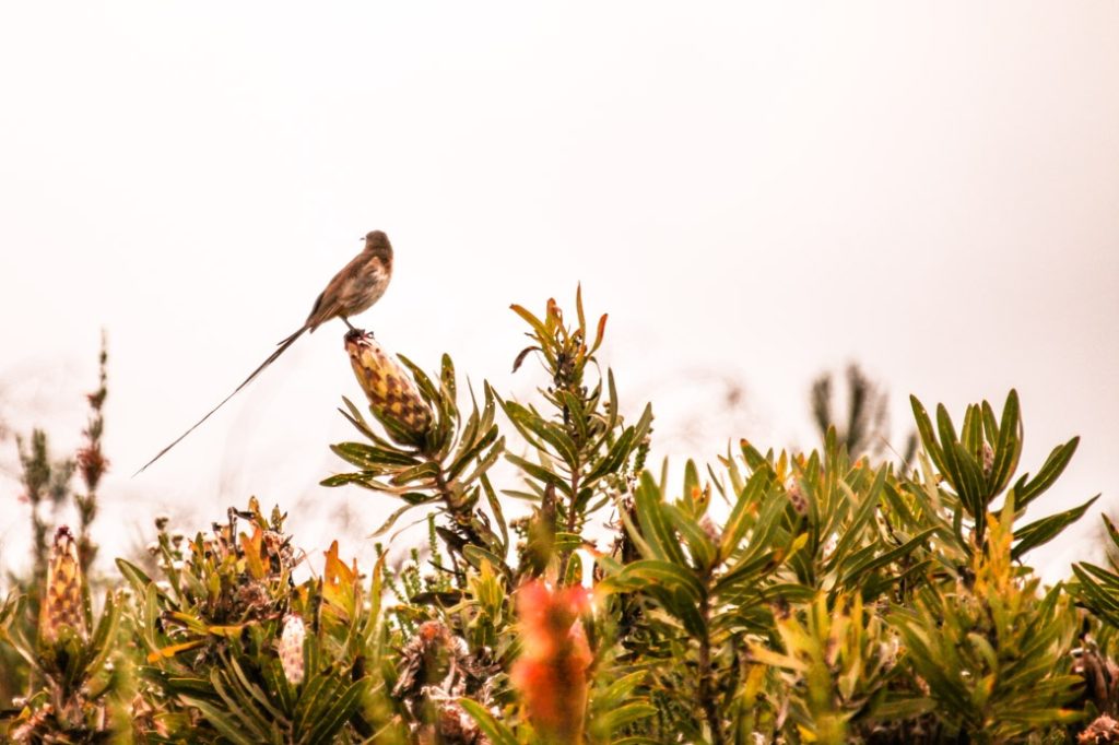 Safari en Afrique du sud - oiseau du bush