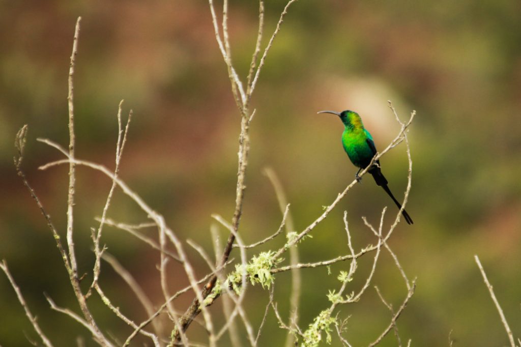Safari en Afrique du sud - passereau