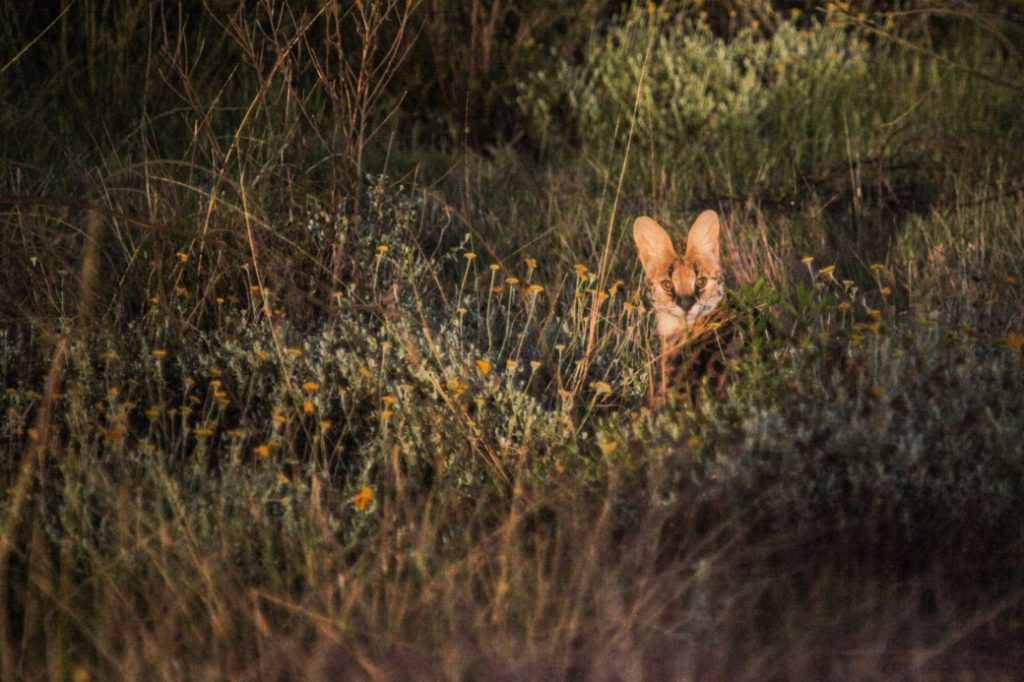 Serval, Afrique du sud