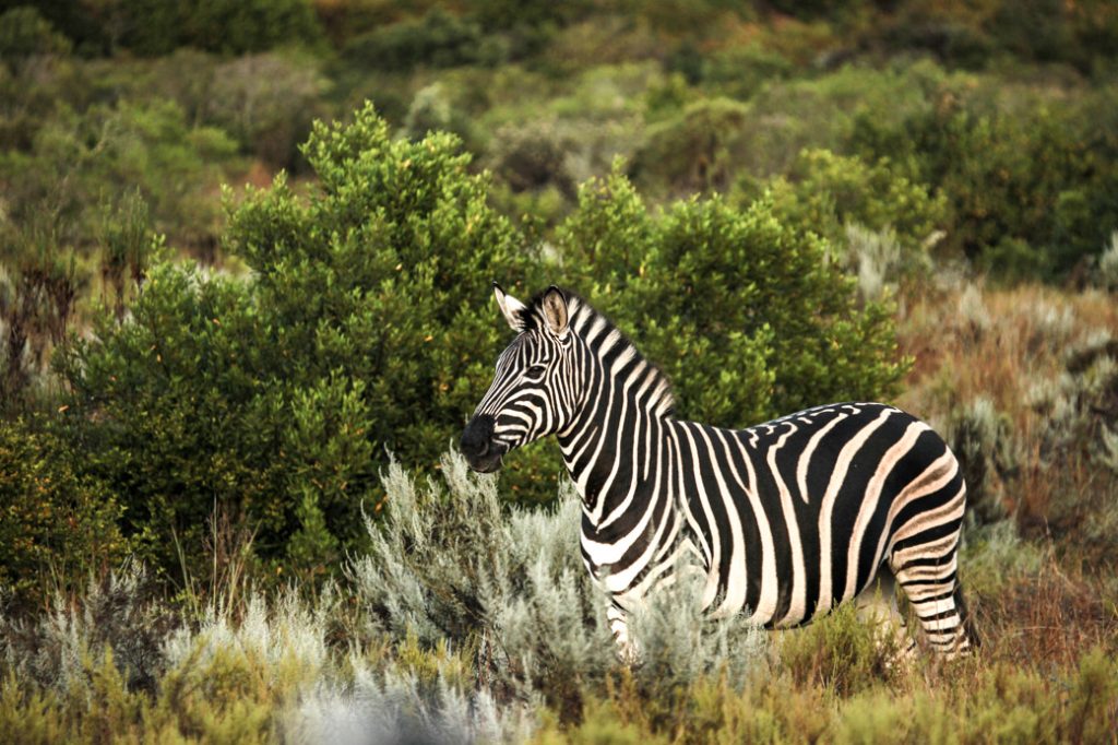 Safari en Afrique du sud - zèbre