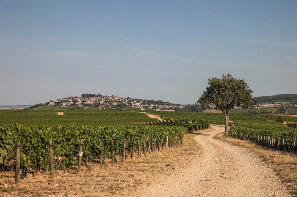 coucher de soleil sur les vignes du sancerrois dans le Berry