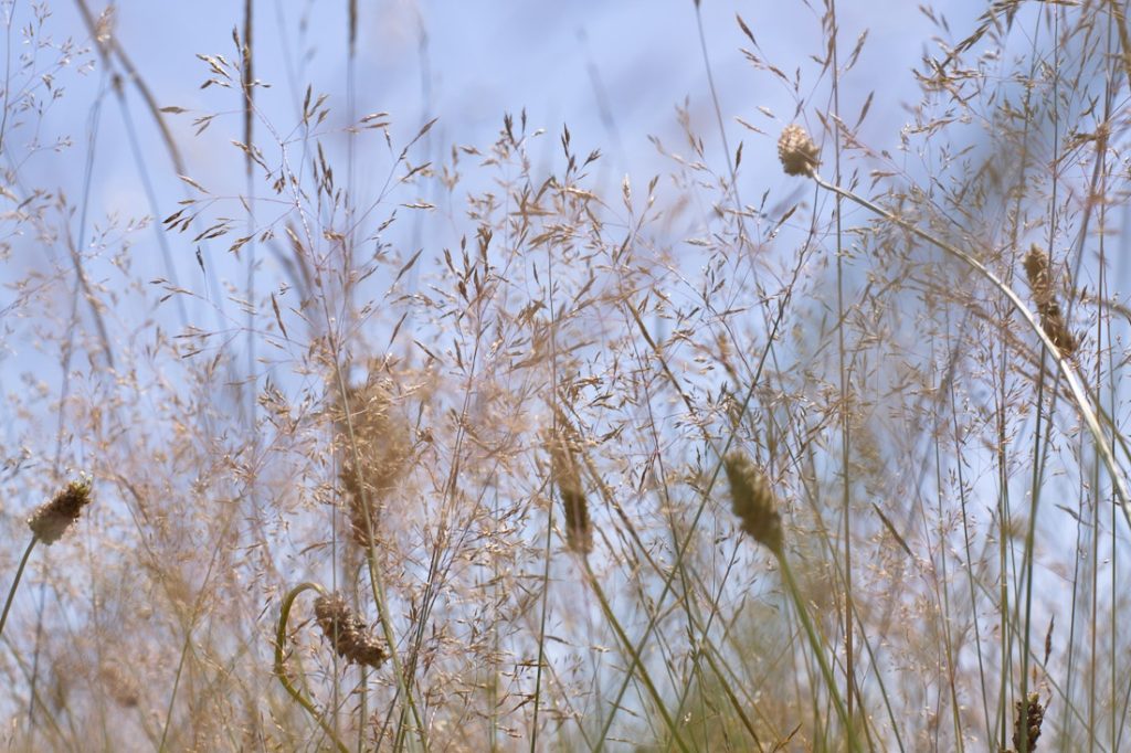 regard sur le berry - campagne de la brenne