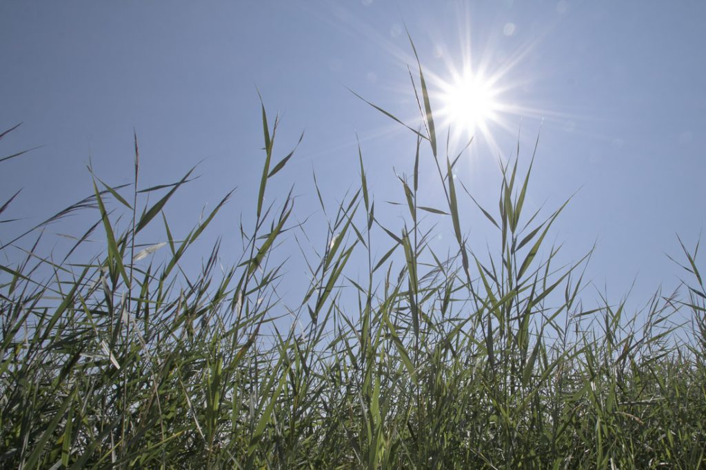 Regard sur le berry - les joncs de la brenne
