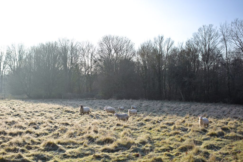 Les moutons berrichons