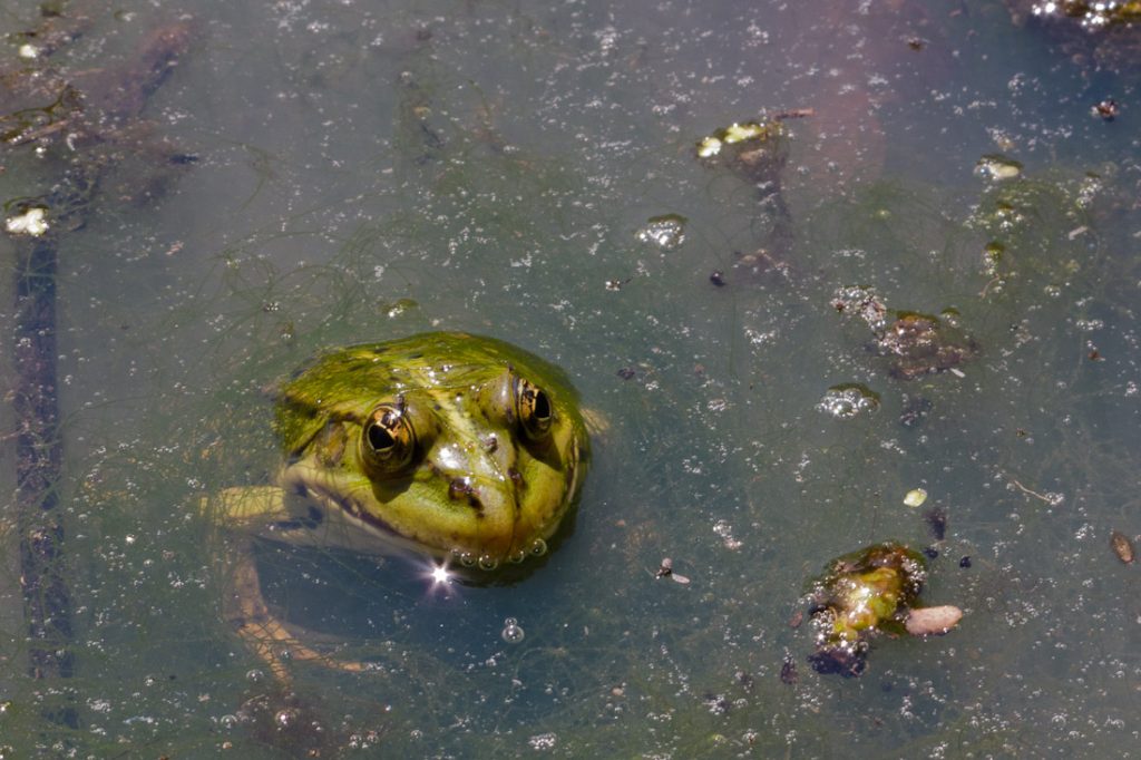 Grenouilles de la Brenne