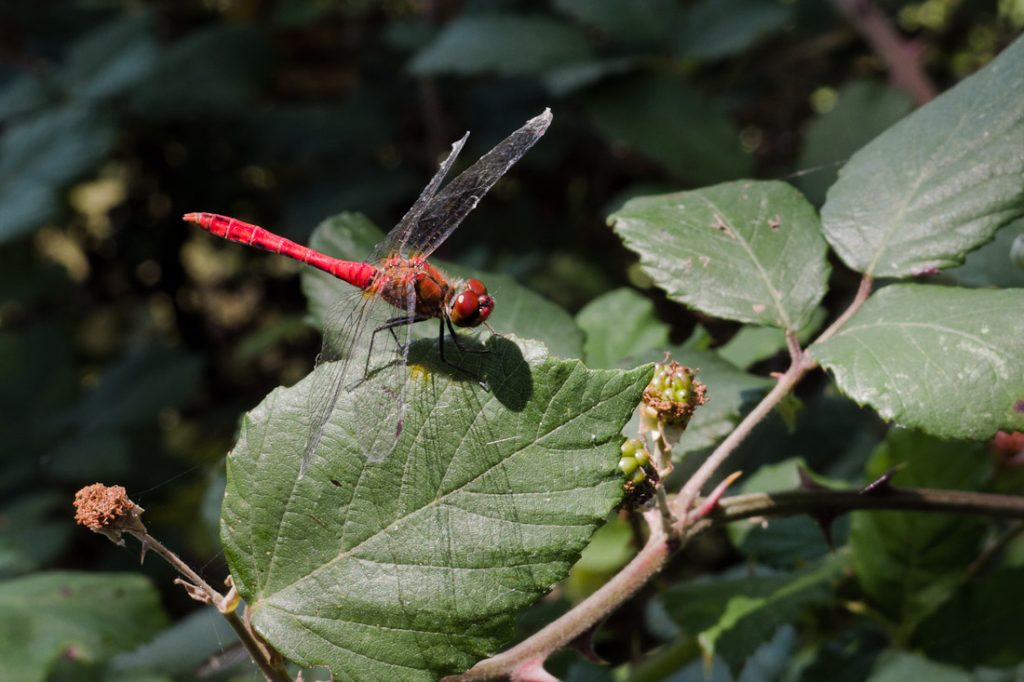 Libellule rouge