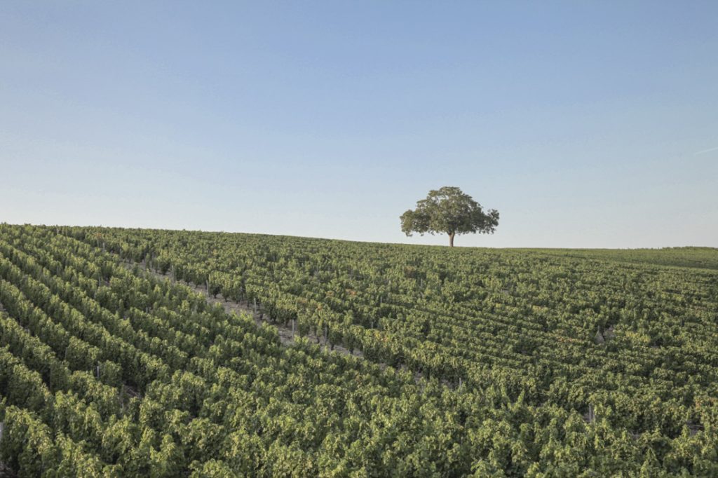 les vignes du sancerrois