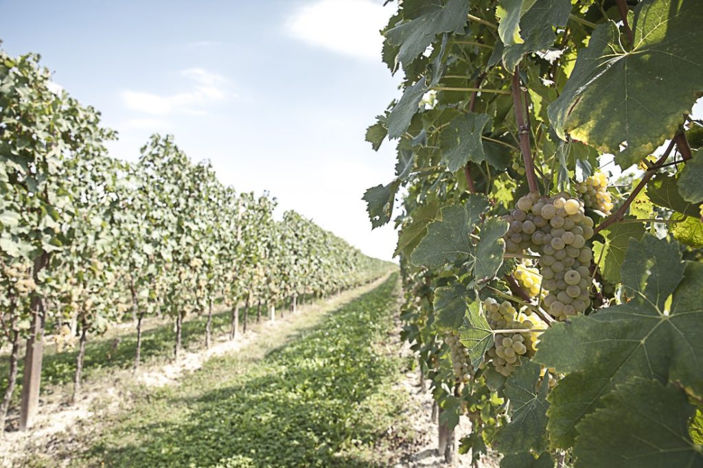 Lombardie - Vignes du lac de Guarde