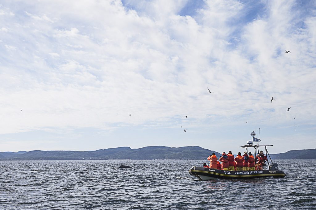 Impossible d'aller sur le fjord du Saguenay sans aller voir les baleines à Tadoussac sur le Saint Laurent