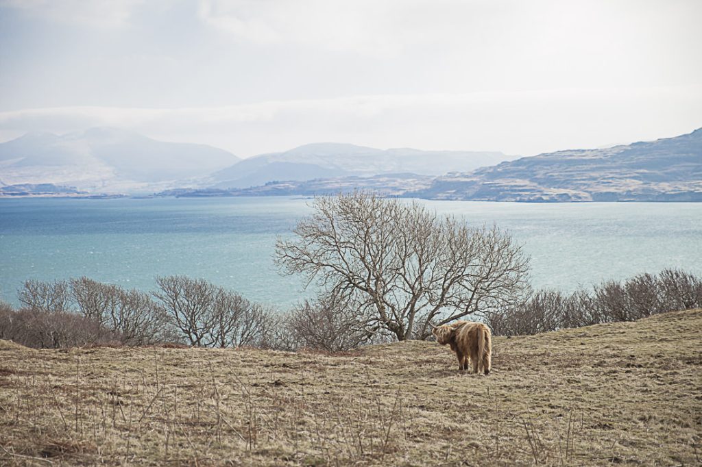 Impossible de passer à côté des vaches Highlands et des moutons où que ce soit en Ecosse