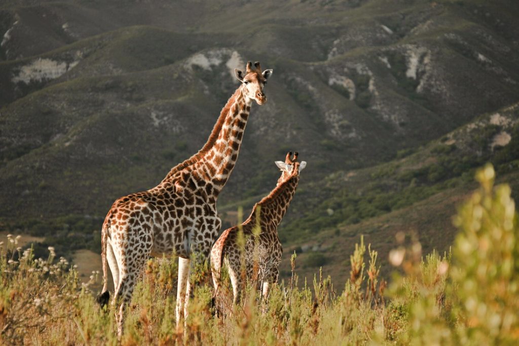 Les 3 jours de safari au Gondwana game reserve ont été une façon incroyable de cloturer ce voyage en Afrique du sud