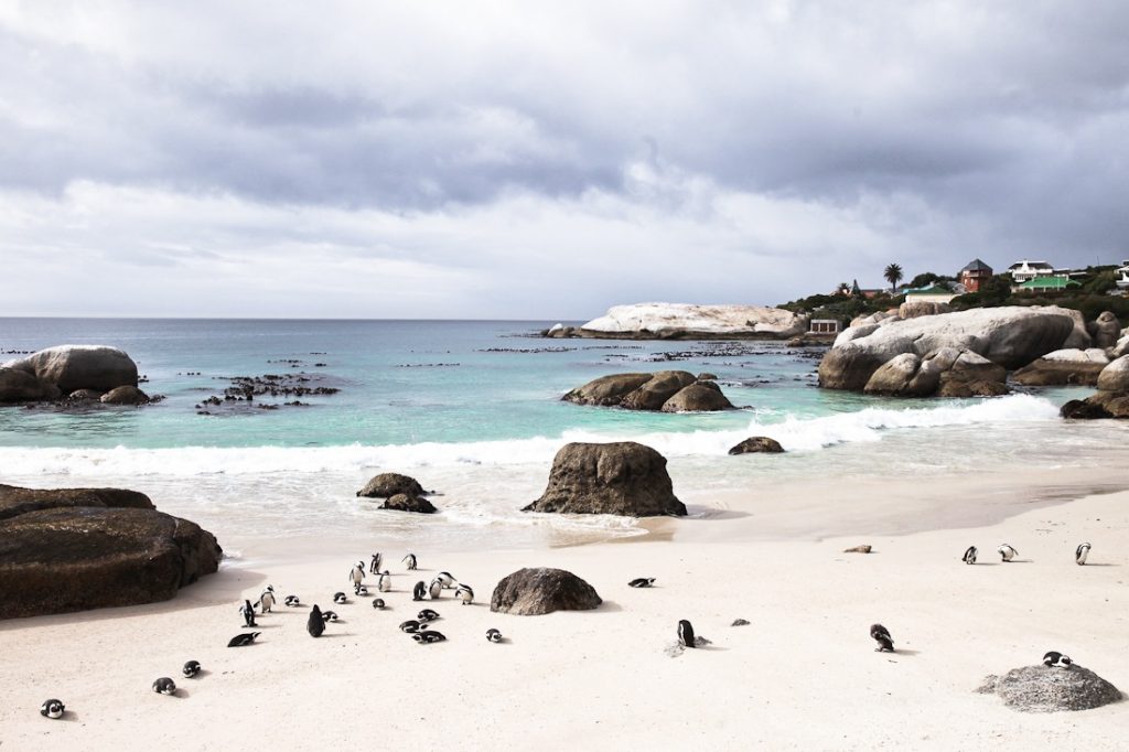 Boulders beach et les manchots du Cap sont une étape incontournable sur la péninsule du cap en Afrique du Sud