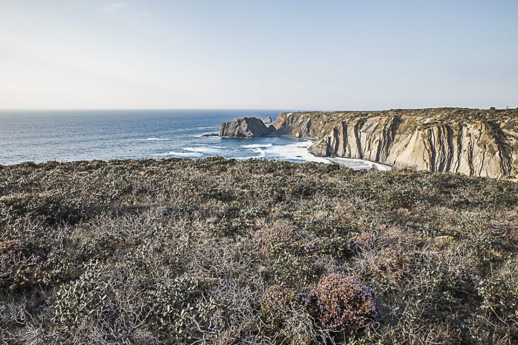 Les bruyères sur les falaises au Portugal