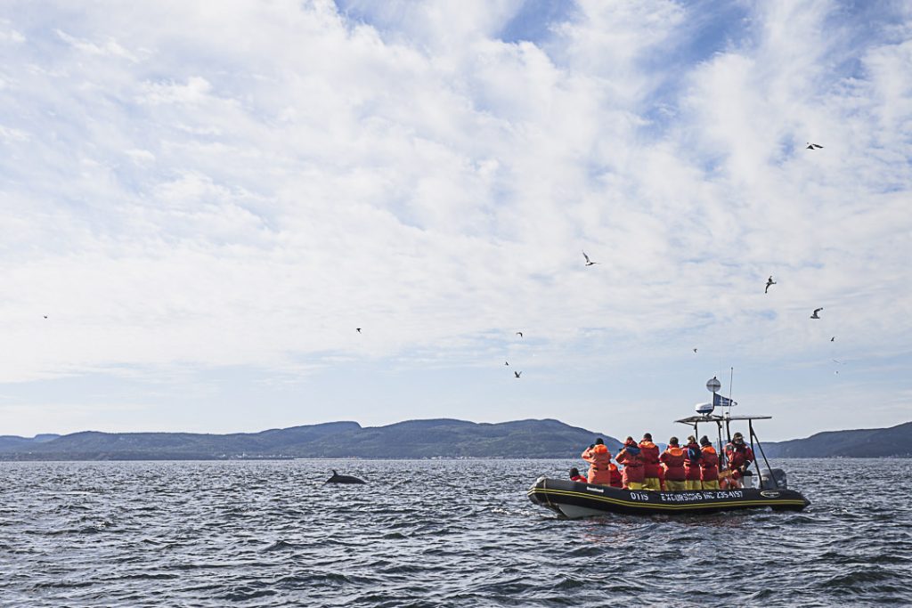 Observer le baleines de Tadoussac en zodiac