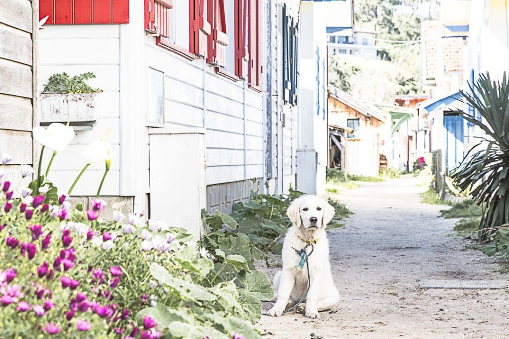 Le chien de l'herbe