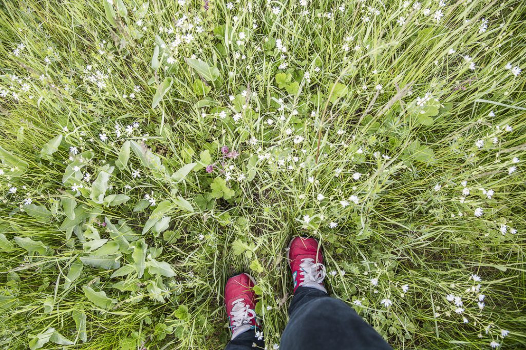 marcher dans les herbes de la forêt noire