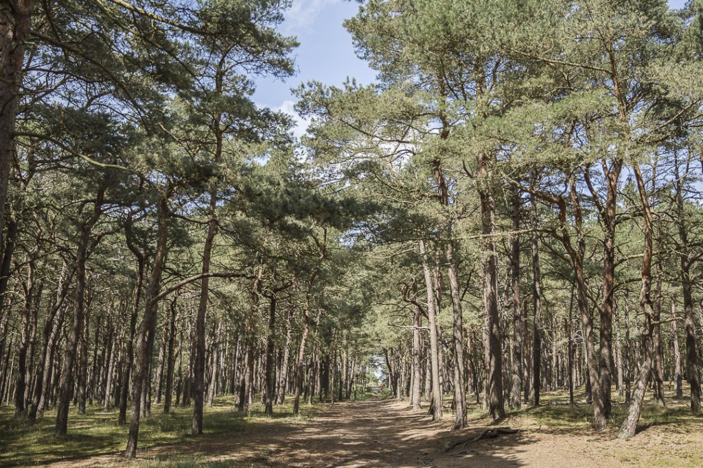 La pinède de la plage de Moor - Ruegen, Allemagne