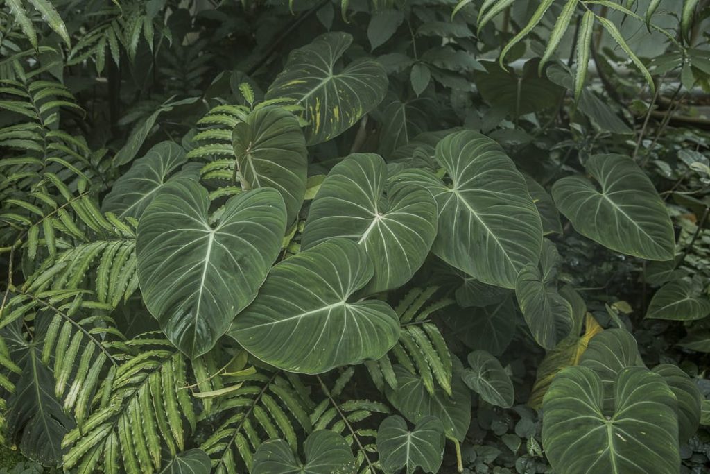 Dans les serres du jardin botanique royal d'Edimbourg - Ecosse