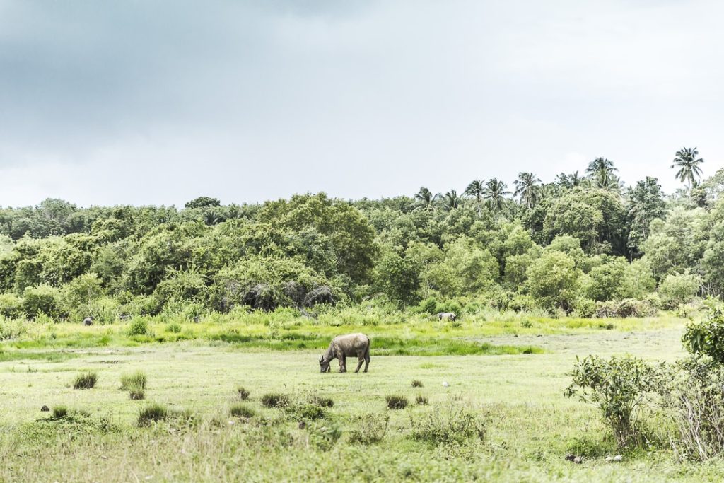 Buffle dans les prés de Koh Yai Noi - Baie de Phang Nga, Thaïlande