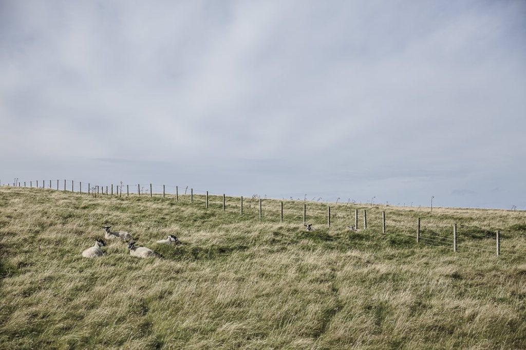 Les moutons de Duncansby Head sur la NC 500 en Ecosse