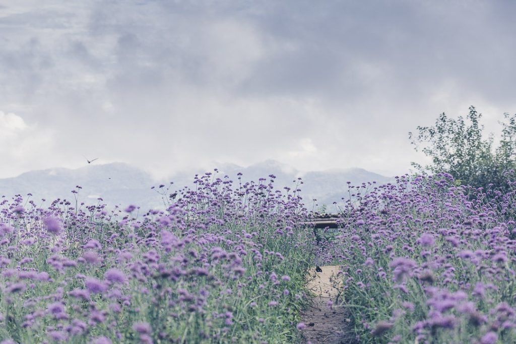 Champ de fleurs