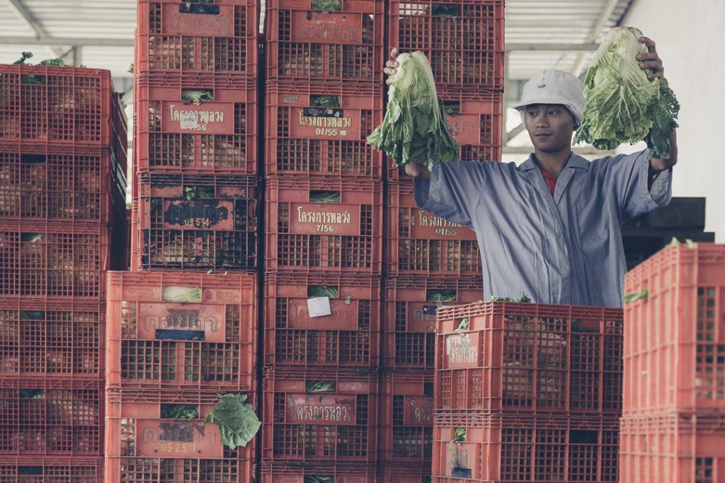 projets royaux -Usine du projet royal de Nong Hoi traitement des salades