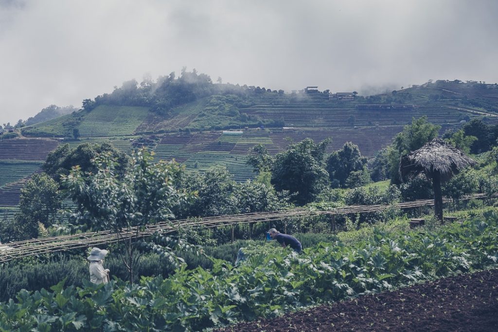 projets royaux nord de la thailande - dans les jardins de Nong Hoi
