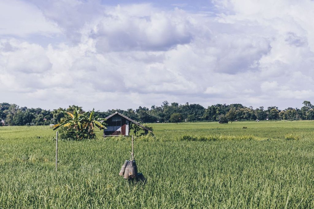 Rizières autour de Chiang Mai, à côté de la Bambuh Boutique Homestay