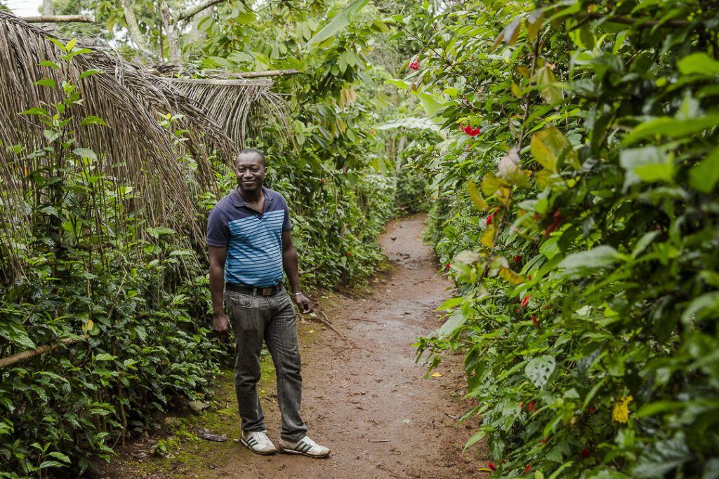 Le chemin joli de la route du café en Haïti