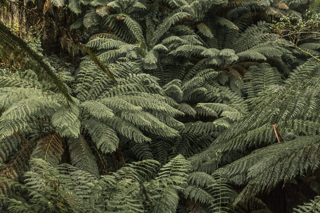 Forêt tropicale Great Otway national Park - Great Ocean Road, Australie