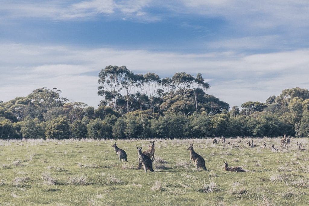 Les kangourous de Serendip sanctuary - Great Ocean Road, Australie