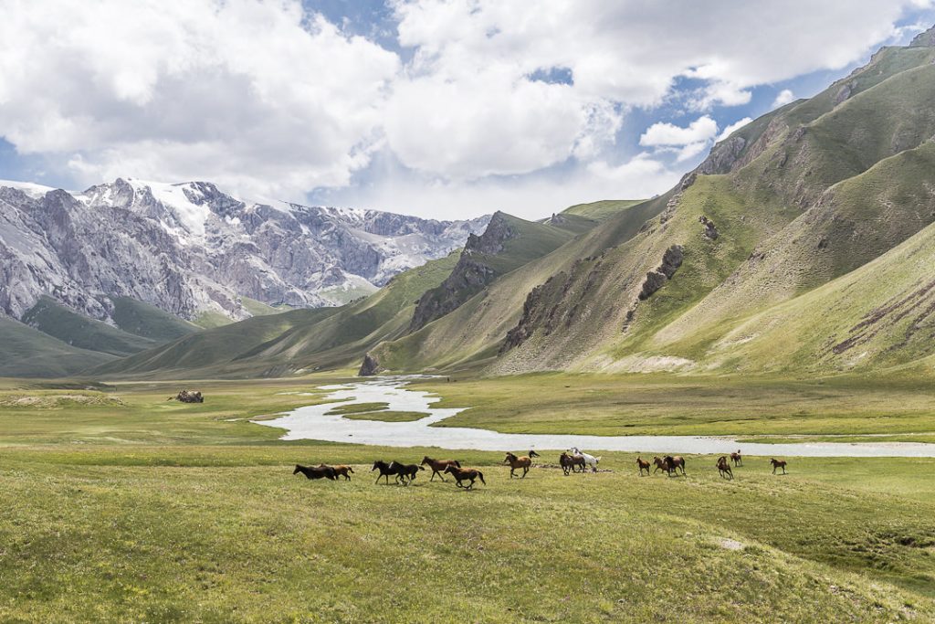 Chevaux sauvages au lac Köl-Suu
